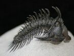 Impressive Comura Trilobite - Real Spines #16076-1